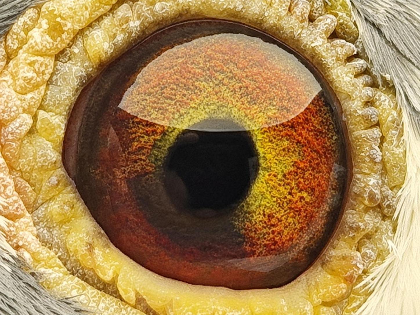 Pigeon eye